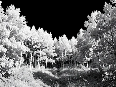 Forest with white foliage black sky