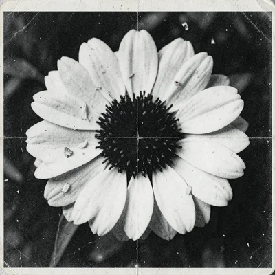 A flower losing petals through copy generations, outer petals vanished to white,