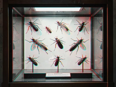 A museum display of insect specimens pinned in a case, each specimen's body dept