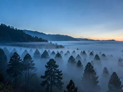 Cypress row disappearing into morning mist down slope