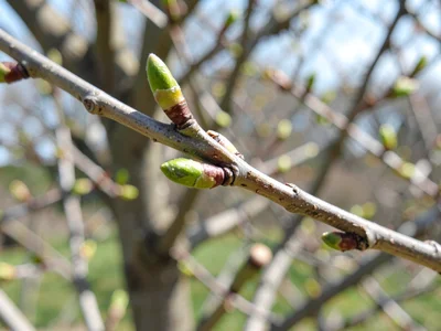 Branch with spring buds