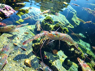 Shrimp visible in clear pool water