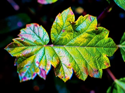High contrast leaf with color fringing