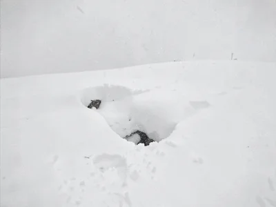 Slight depression suggesting buried object