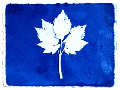 Cyanotype print of autumn leaves collected on school nature walk, blue silhouett