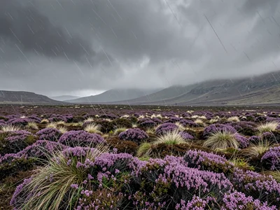 Horizontal Rain Driving Across the Moor