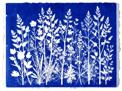 Large-scale cyanotype of entire herb garden arrangement, multiple species creati