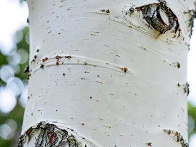 Aspen trunk smooth young