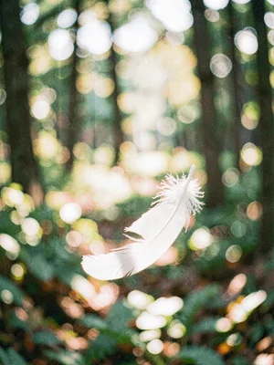 Single white feather caught mid-fall against a forest backdrop, everything excep
