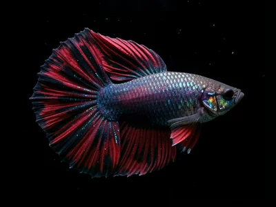 Halfmoon Betta Fin Ray Detail
