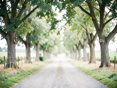 Country lane soft with trees