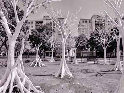Urban park with alien white trees