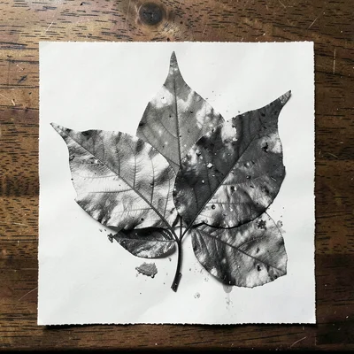 A chemigram resist made with leaves pressed onto paper — botanical negative in s