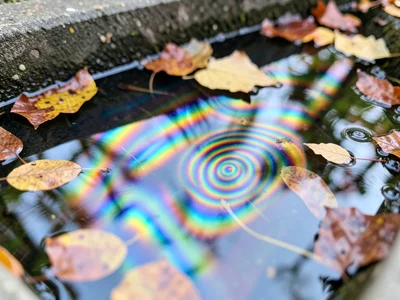 Gasoline film on standing water in a gutter, thin-film rainbow swirling between 