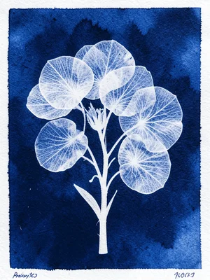 X-ray of a flower bouquet, transparent petals revealing internal vein structure