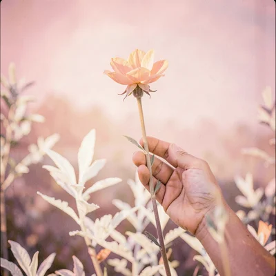 Child's hand cupping a single bloom on a long stem with peach skin tones against