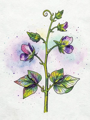 A botanical study of a sweet pea vine — tendrils, pods, and flowers on a single 