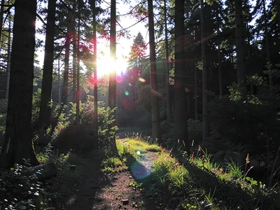 Forest edge with sun behind trees