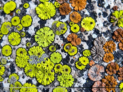Crustose lichen on granite, bright chartreuse circles with dark borders expandin