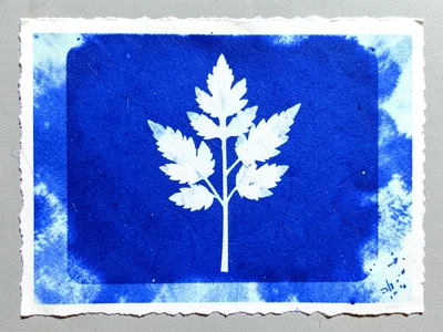 Cyanotype with selective bleaching, patches of light blue where tannic acid part