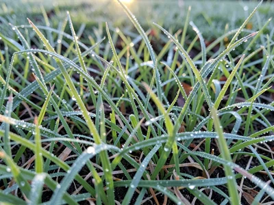 Morning grass heavy with dew, visible moisture weight on each blade