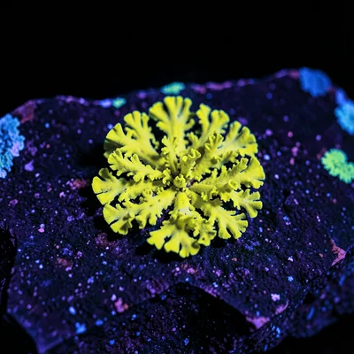 A patch of lichen on a rock glowing lime-yellow under UV light against the dark 