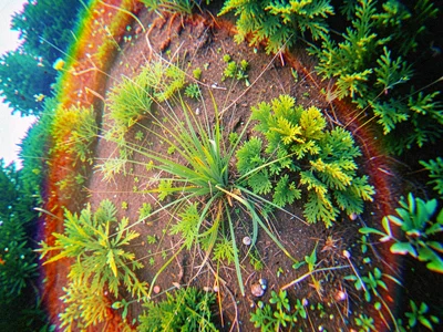 Vegetation edge rainbow effect