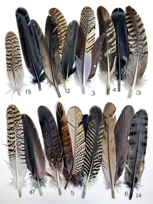 Bird feather collection