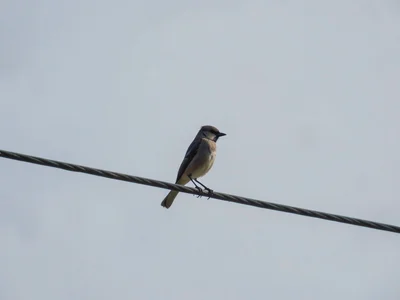 Lone bird on wire
