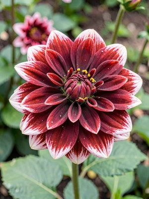 Single dahlia full detail