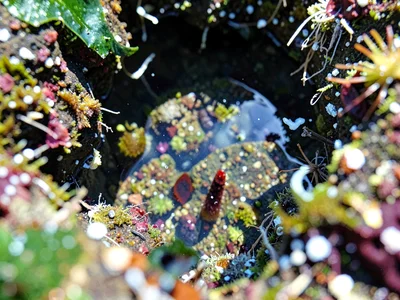 Pool detail at macro scale