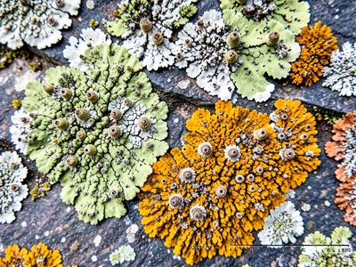 Crustose lichen mosaic on slate roof tile, geometric patches of white, green, an