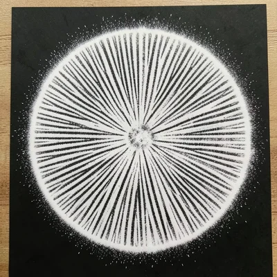 White spore print from a field mushroom on black paper, radial gill pattern perf
