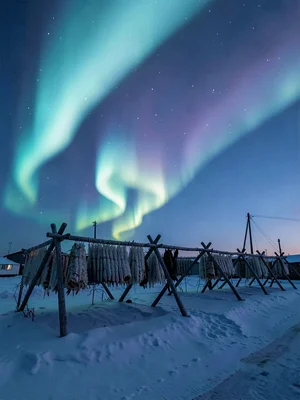 Polar night blue hour in Tromso, Norway, wooden cod drying racks silhouetted aga