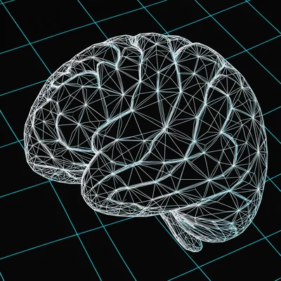 A wireframe human brain with the cortical fold topology visible as complex overl