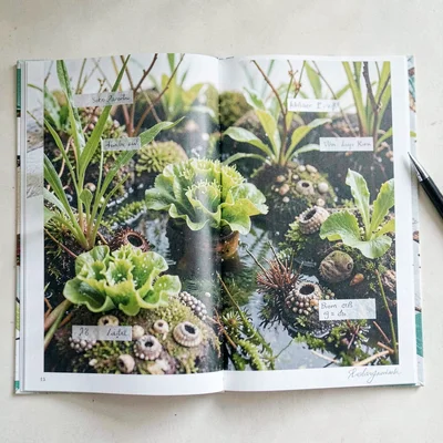 Opening spread of a tidal-pool garden of bladderwrack, sea lettuce, and barnacle