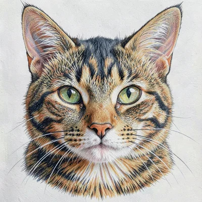 Tabby cat face with detailed fur