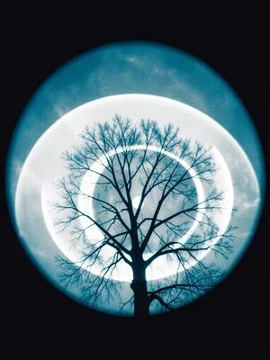 A single bare tree silhouette with overlapping sun bands from solstice to solsti