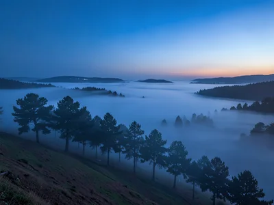 Cypress row disappearing into morning mist down slope
