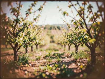Vintage lens rendering of orchard