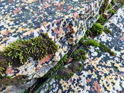 Moss edge colonizing granite crack