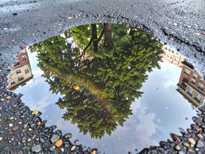 Tree canopy reflected in parking lot puddle after rain, green foliage inverted i