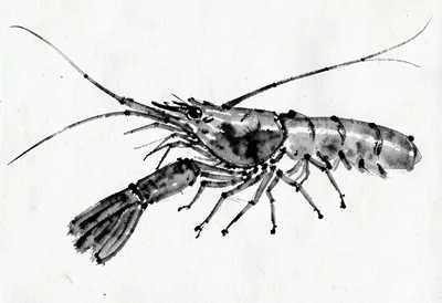 Shrimp sumi-e