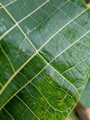 Leaf vein detail