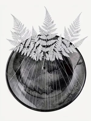 A fern-frost crown burst at the top of a cold black glass plate with hairline ra