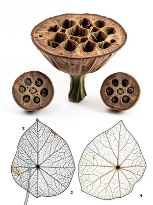 Lotus Seed Pod Honeycomb Chamber Architecture