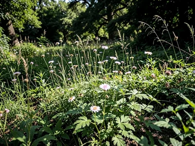 Nature without shadow