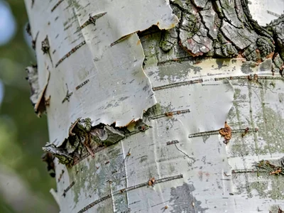 Silver birch bark peeling in sheets