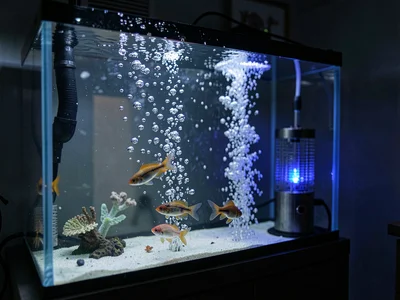 Bubble wall creating curtain of rising spheres, fish playing in current, the aer