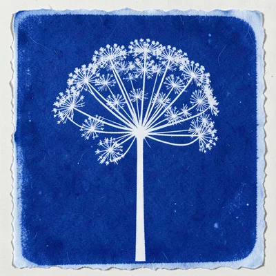 Queen Anne's lace cyanotype, intricate umbel structure rendered as white filigre